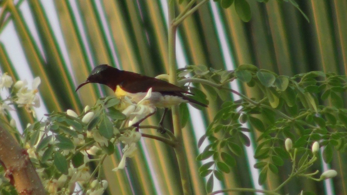 Purple-rumped Sunbird - Sudha Parimala