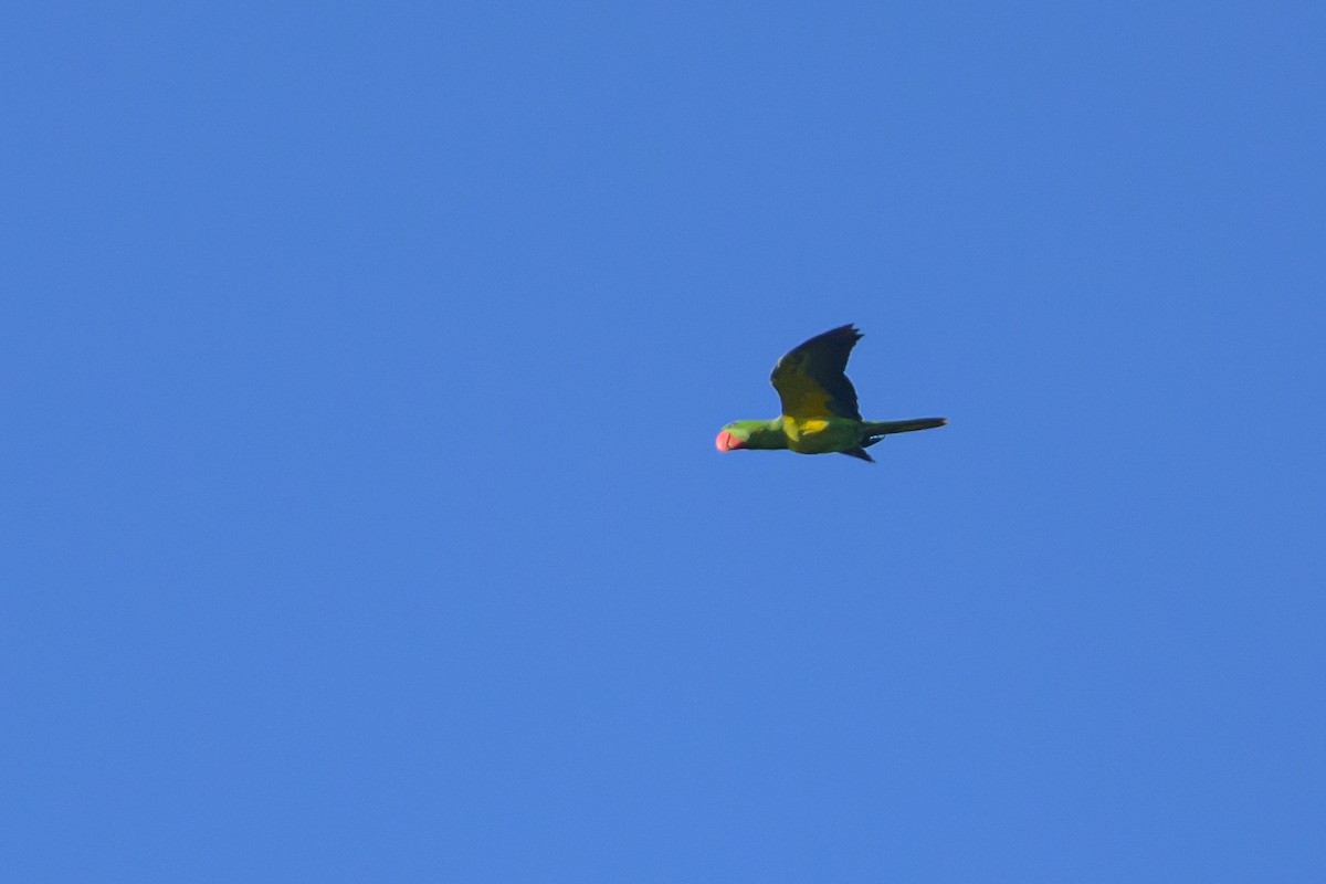 Great-billed Parrot - ML617364524