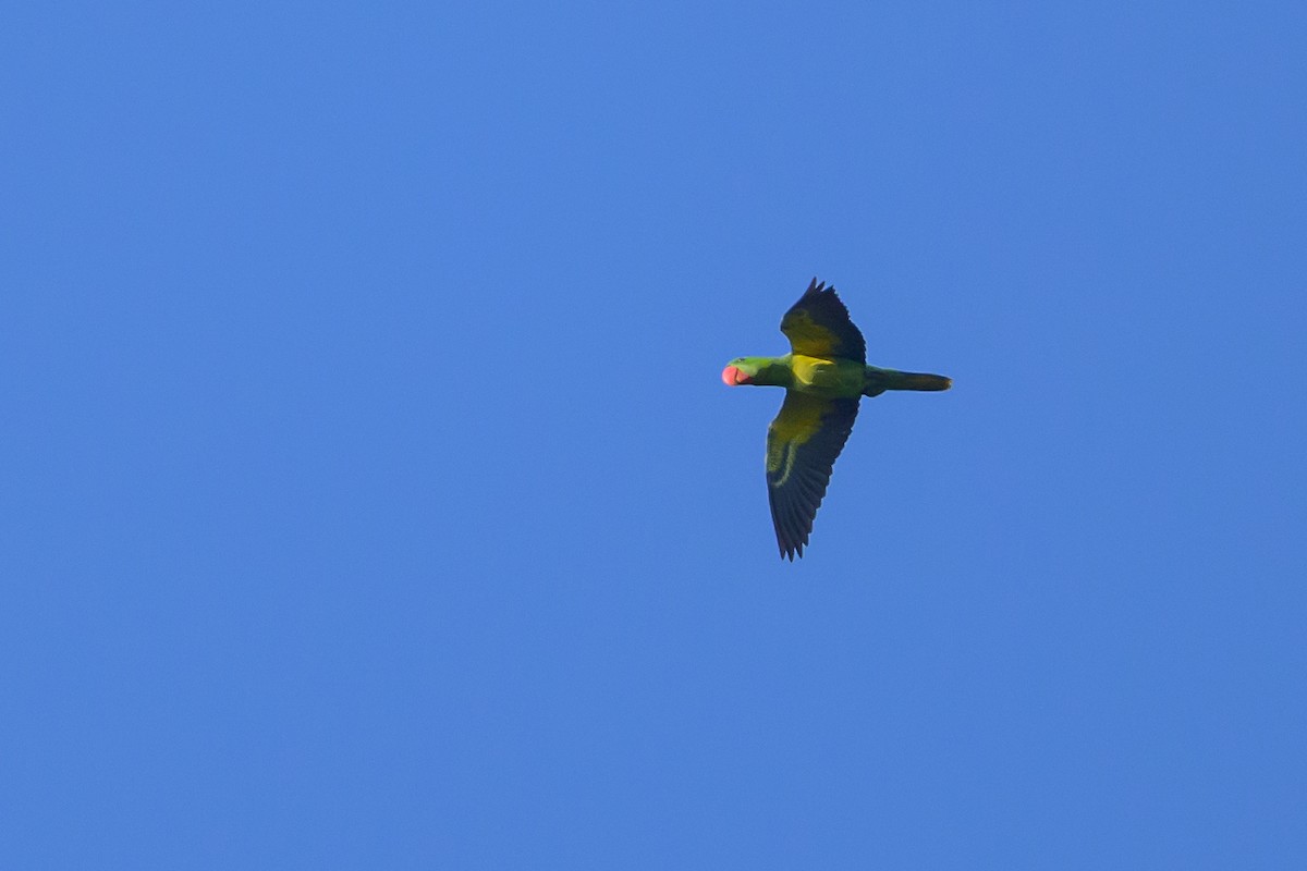 Great-billed Parrot - ML617364525