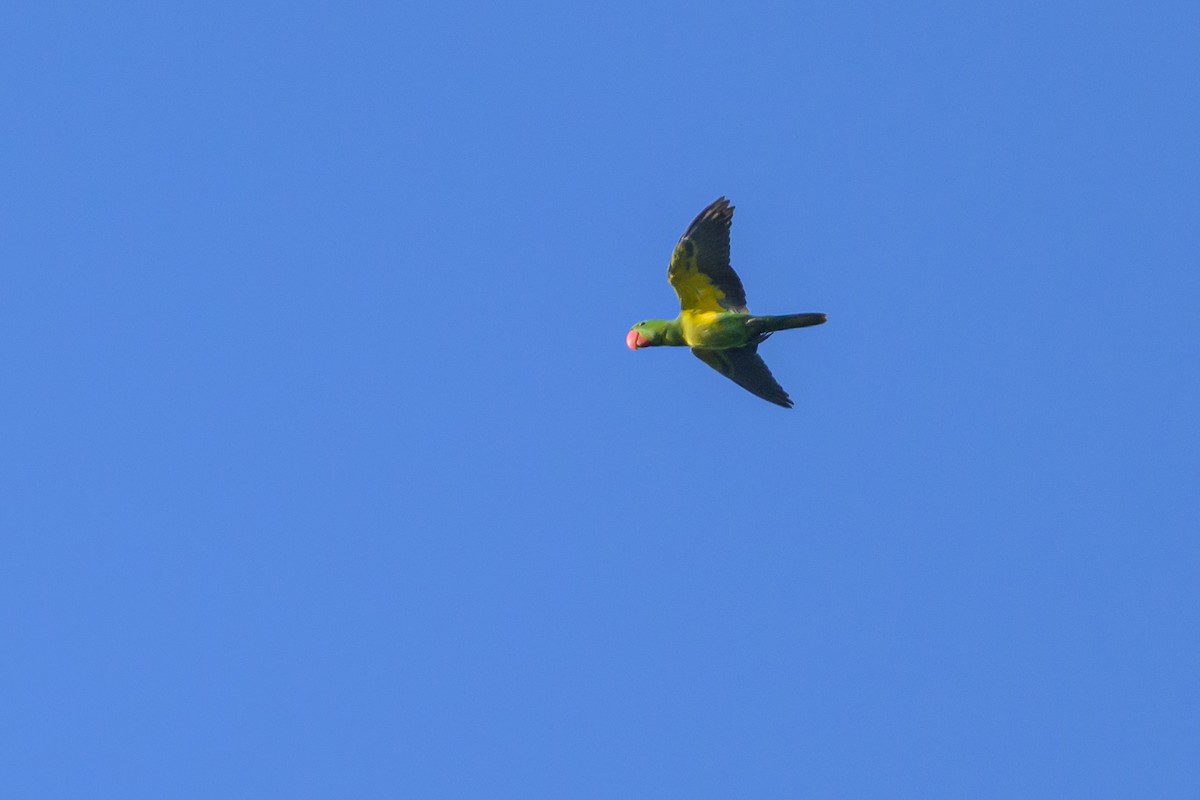 Great-billed Parrot - ML617364526