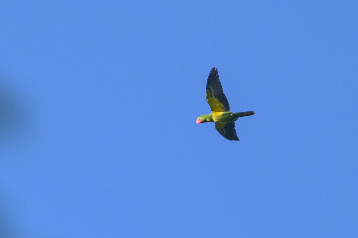 Great-billed Parrot - ML617364531