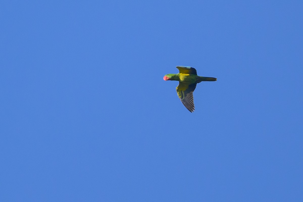 Great-billed Parrot - ML617364533