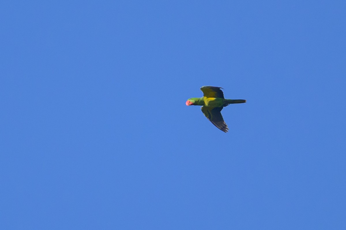 Great-billed Parrot - Stephen Davies