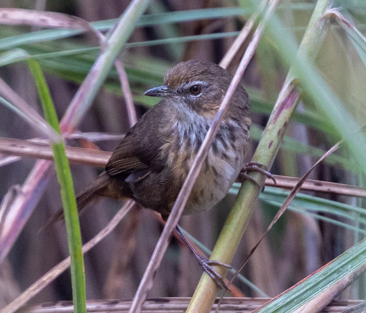 Marsh Babbler - Yagnik Sinha