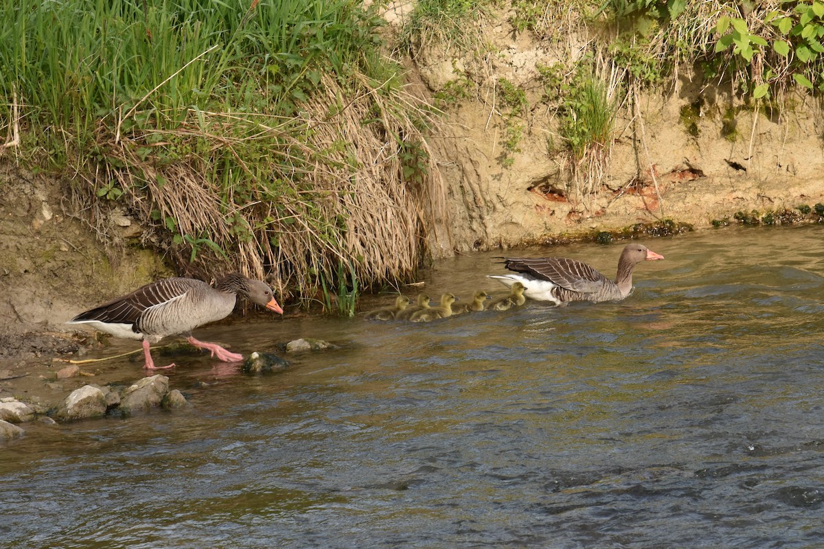 Graylag Goose - ML617364586