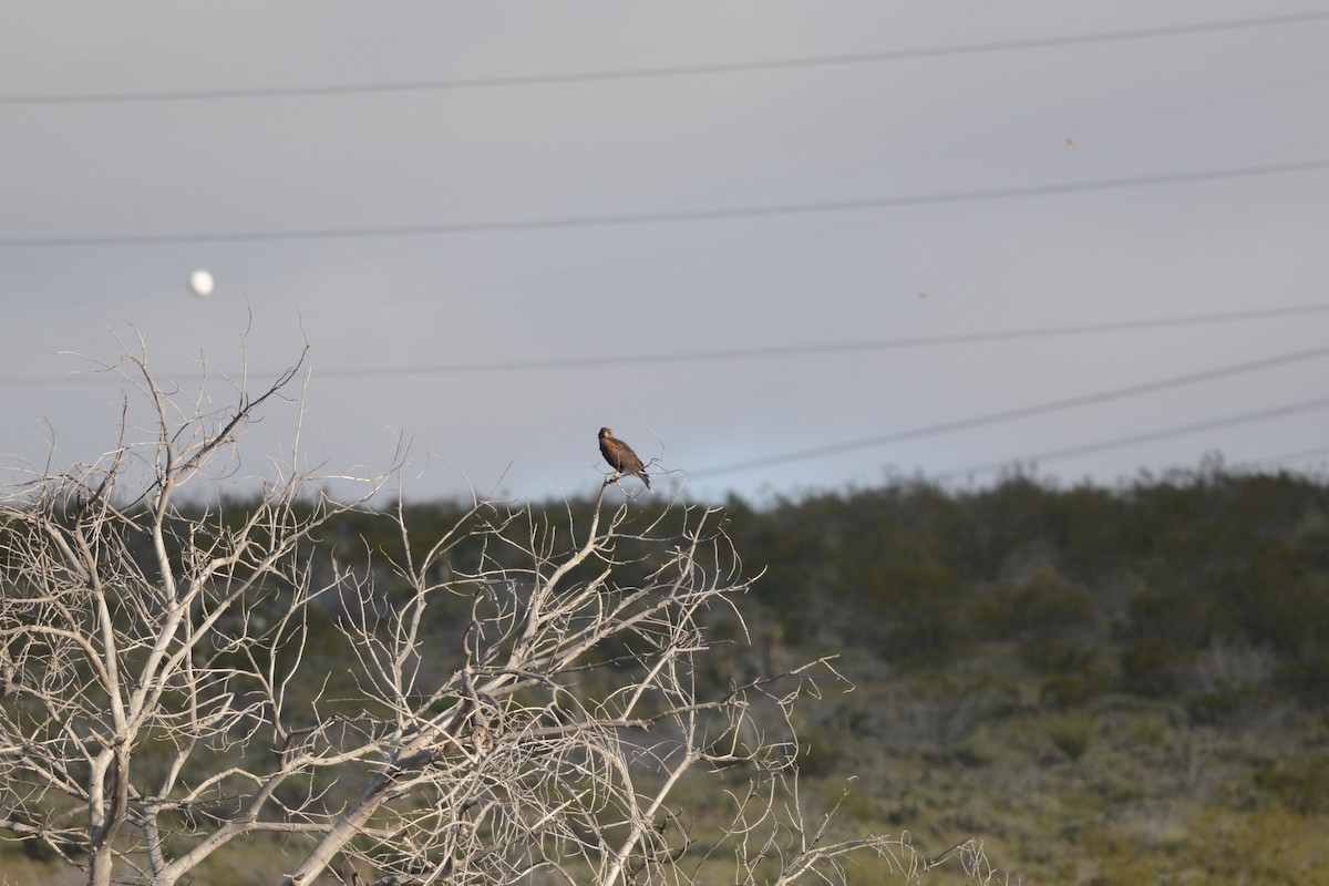 Harris's Hawk - ML617364608