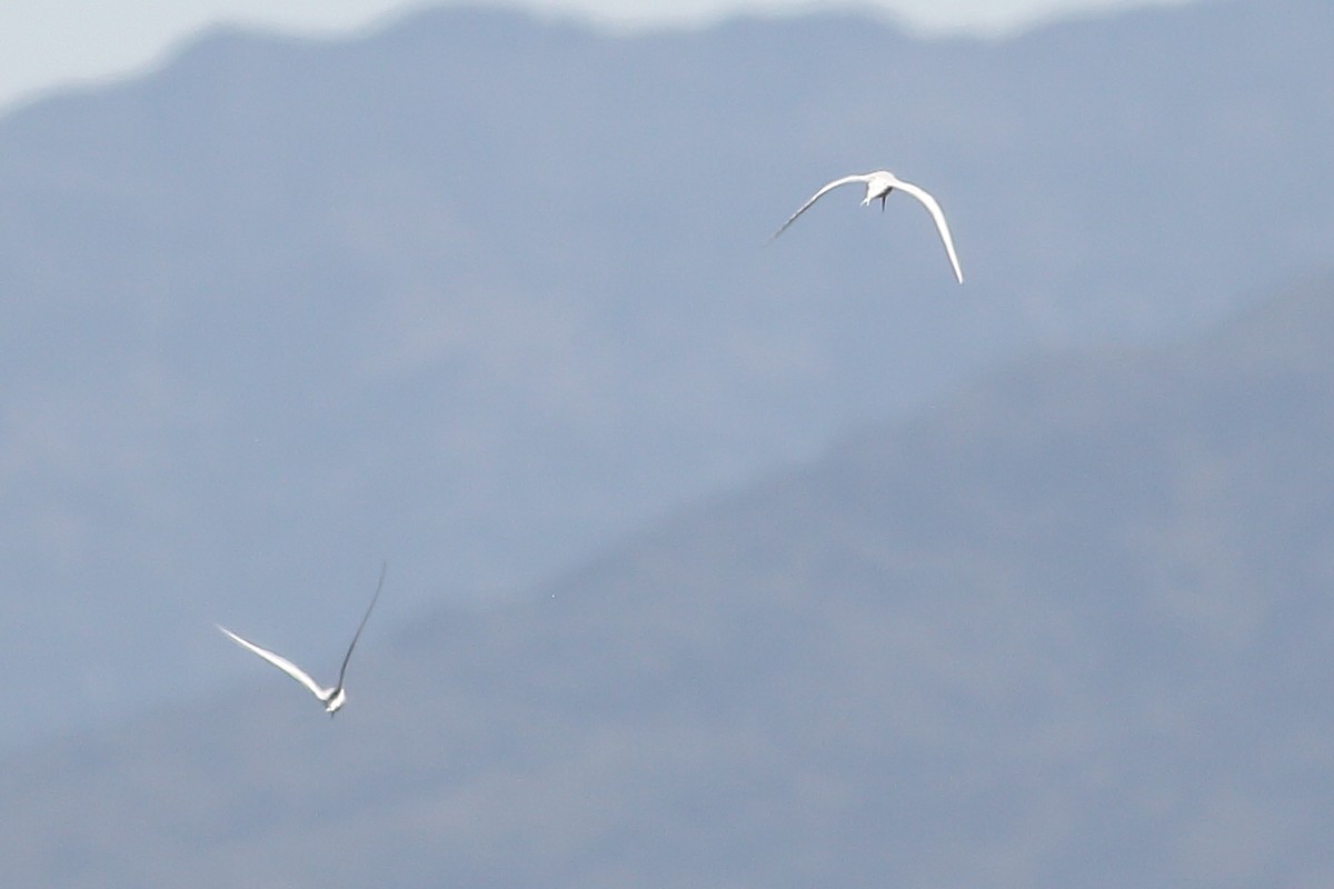 Forster's Tern - Daniel Mitev