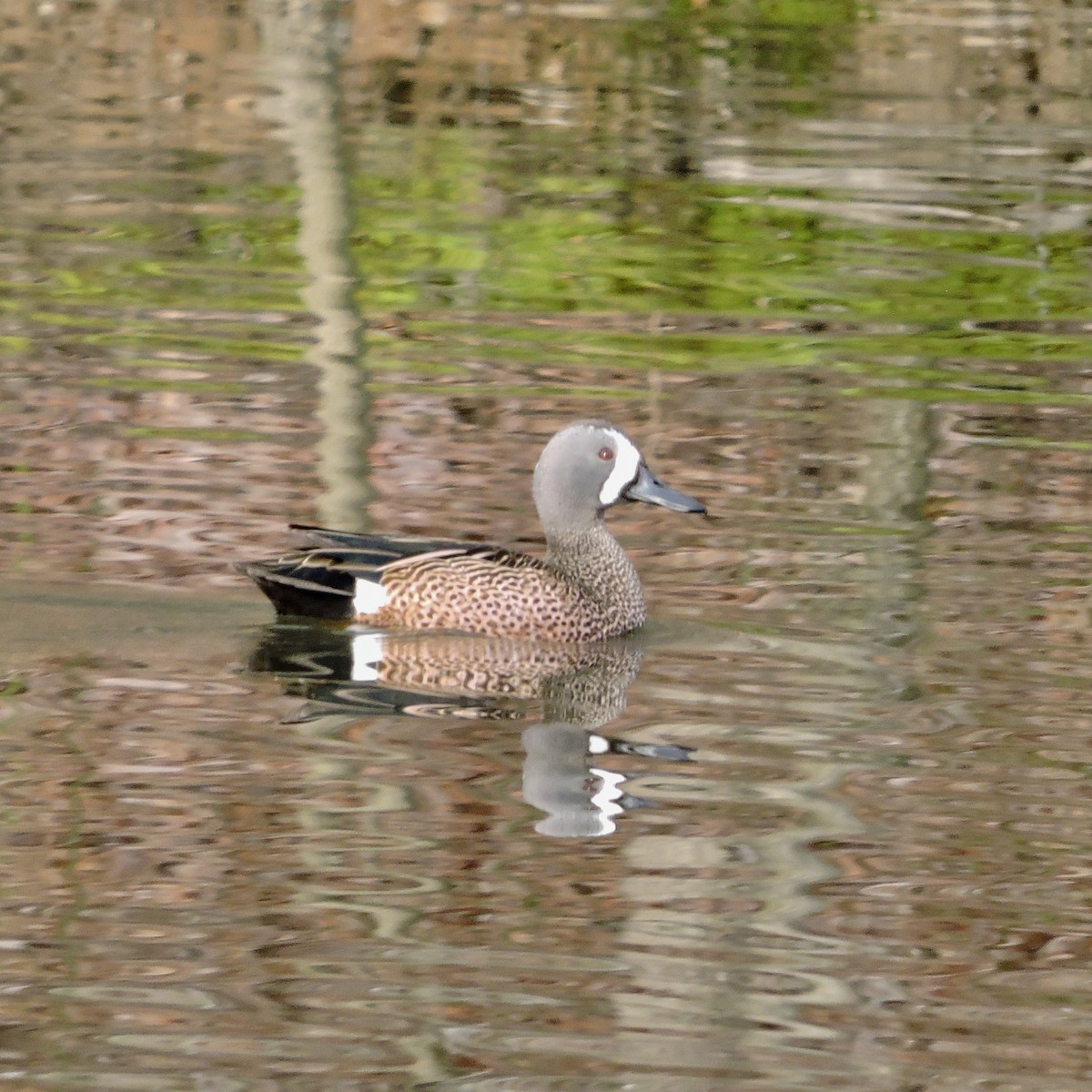 Blue-winged Teal - ML617364618