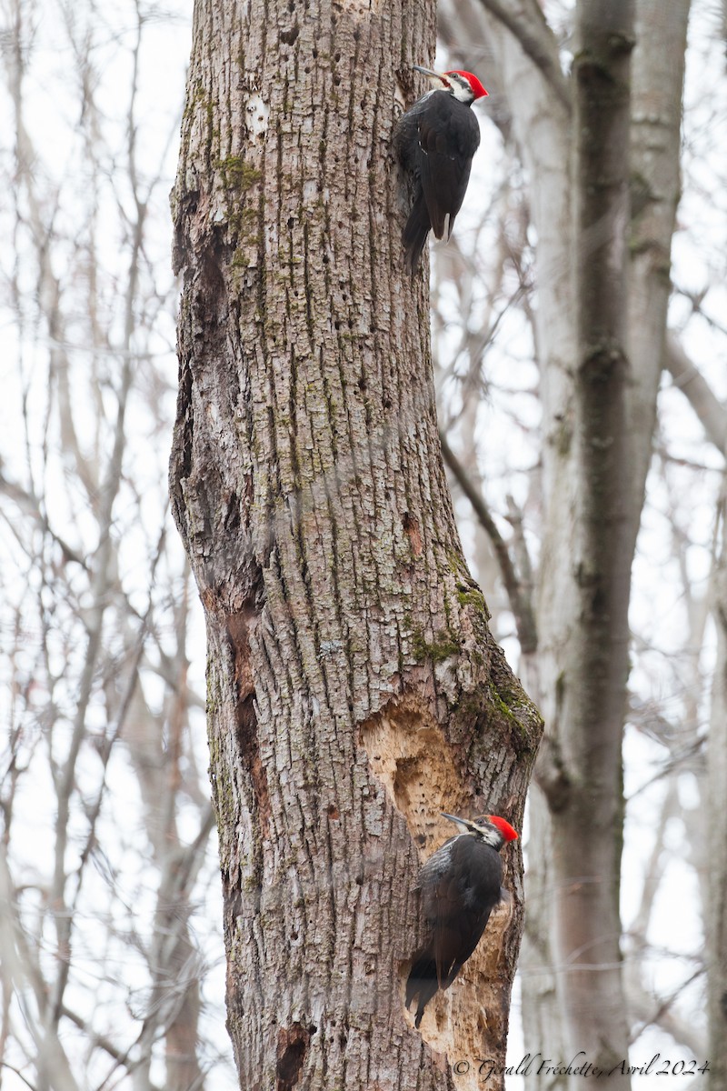 Pileated Woodpecker - ML617364641