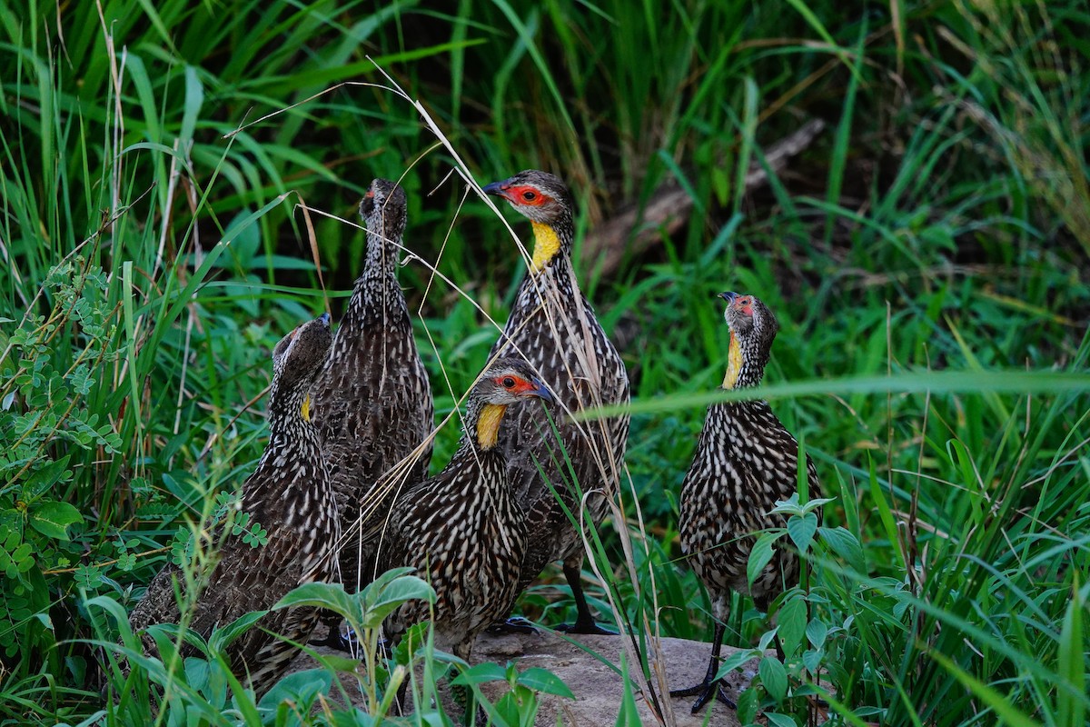 Francolin à cou jaune - ML617364650