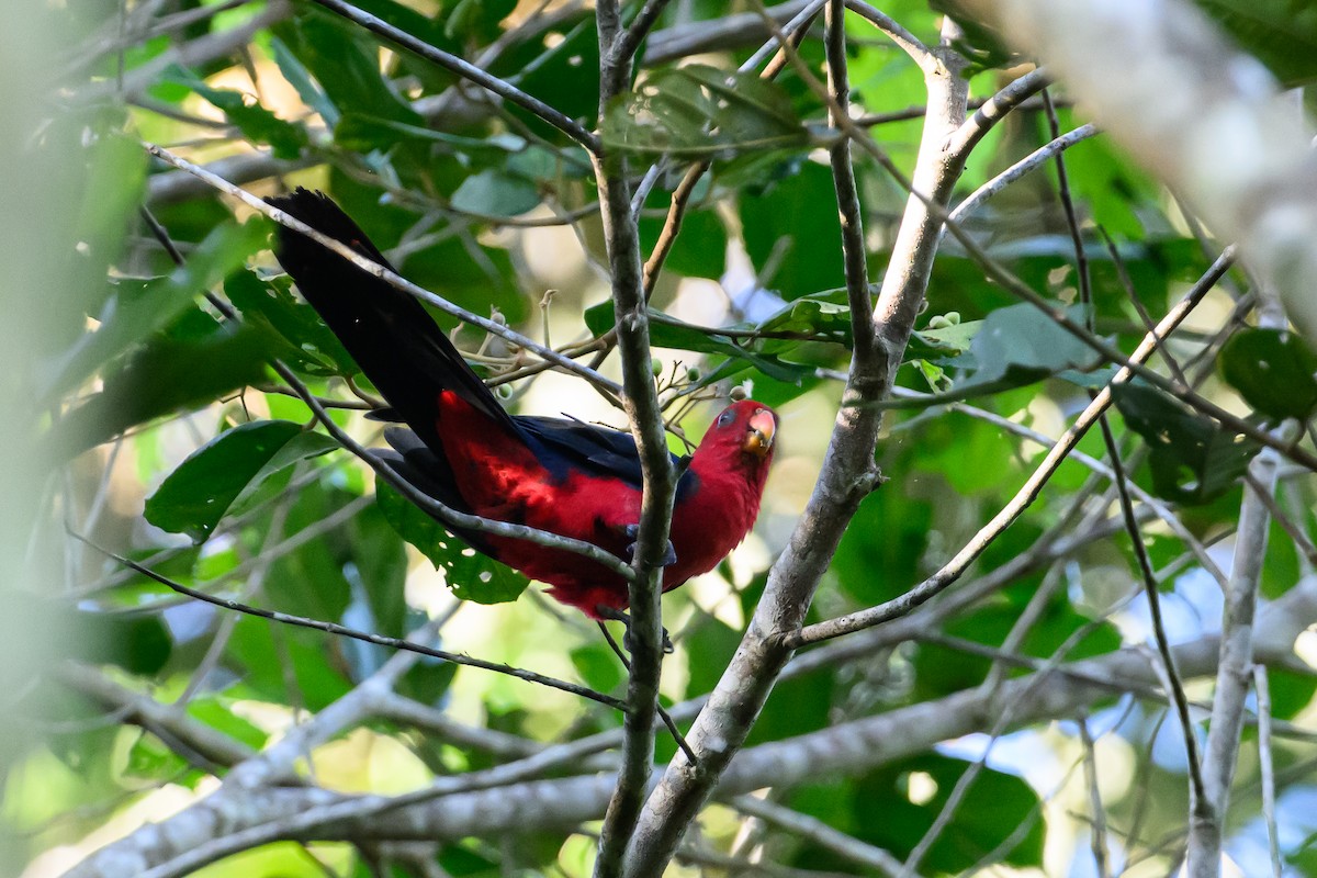 Moluccan King-Parrot - Stephen Davies