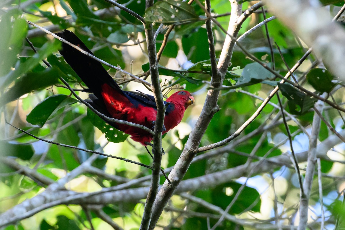 Moluccan King-Parrot - ML617364656