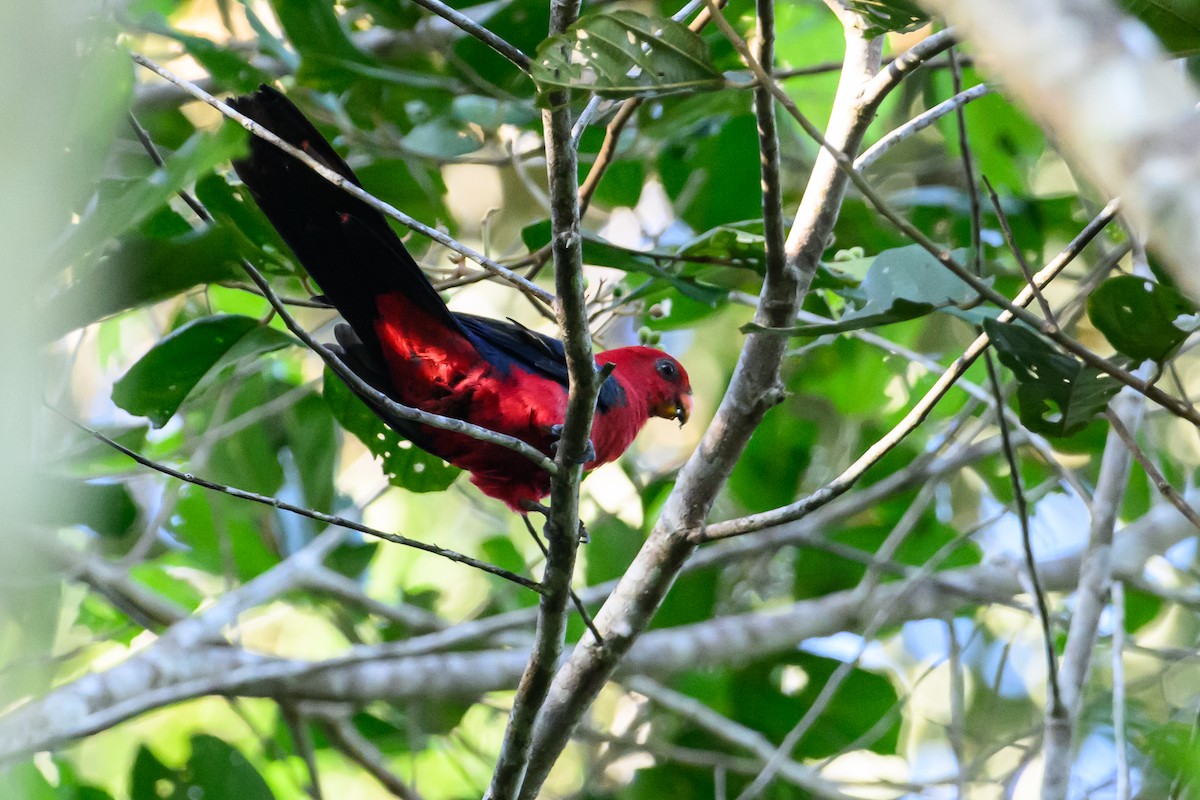 Moluccan King-Parrot - ML617364660