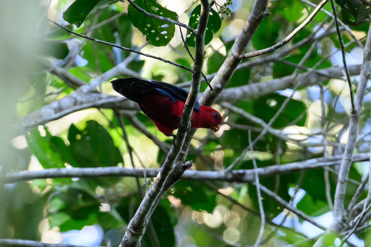 Moluccan King-Parrot - ML617364662