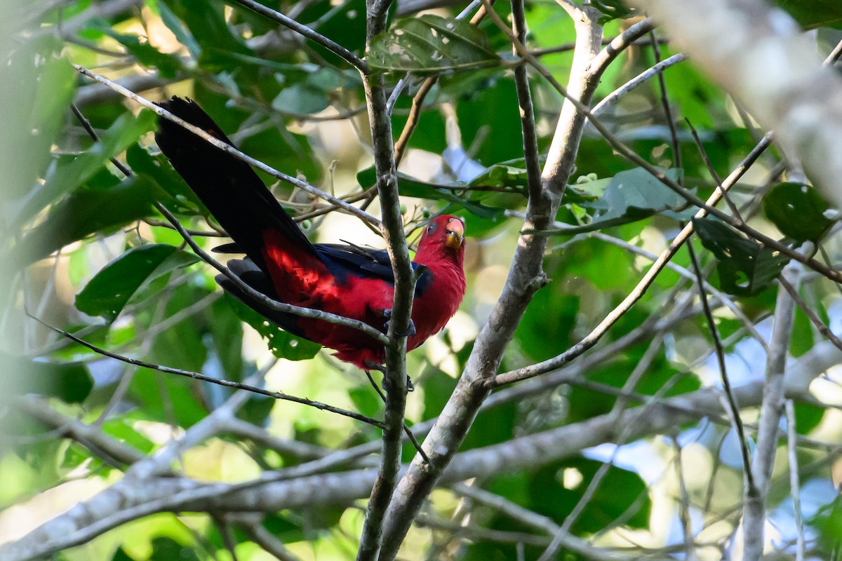 Moluccan King-Parrot - ML617364663