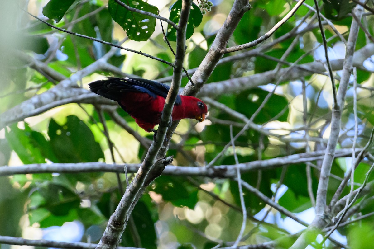 Moluccan King-Parrot - ML617364664