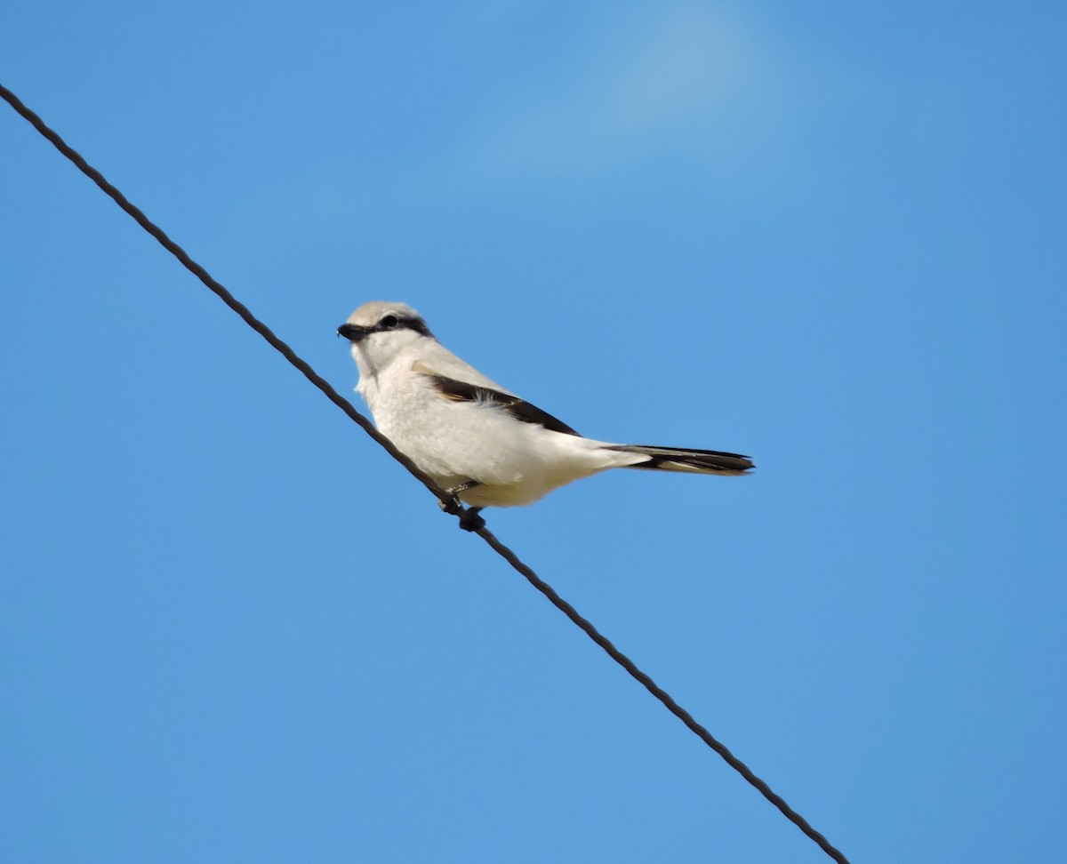 Northern Shrike (American) - Margaret Reine