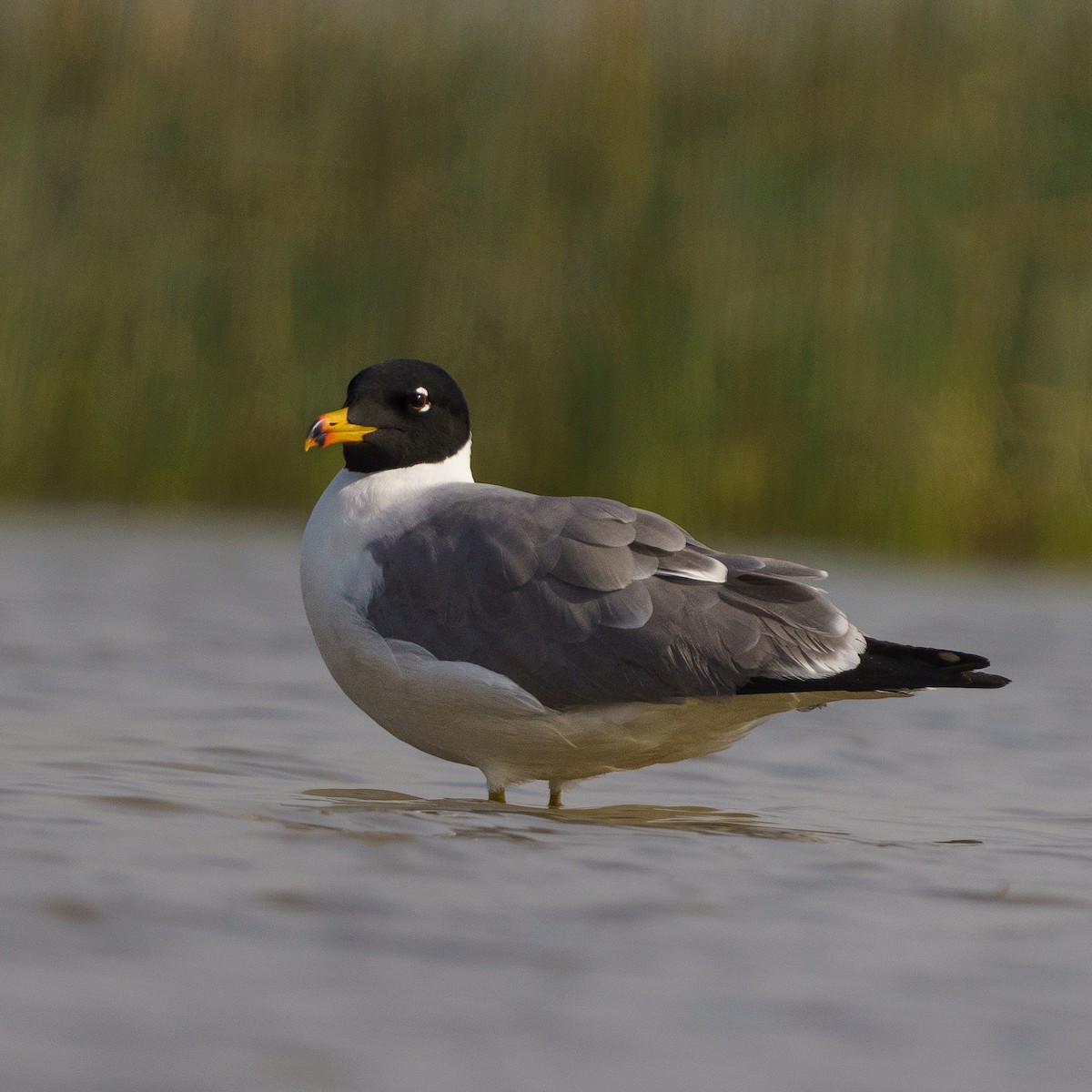 Pallas's Gull - ML617364743