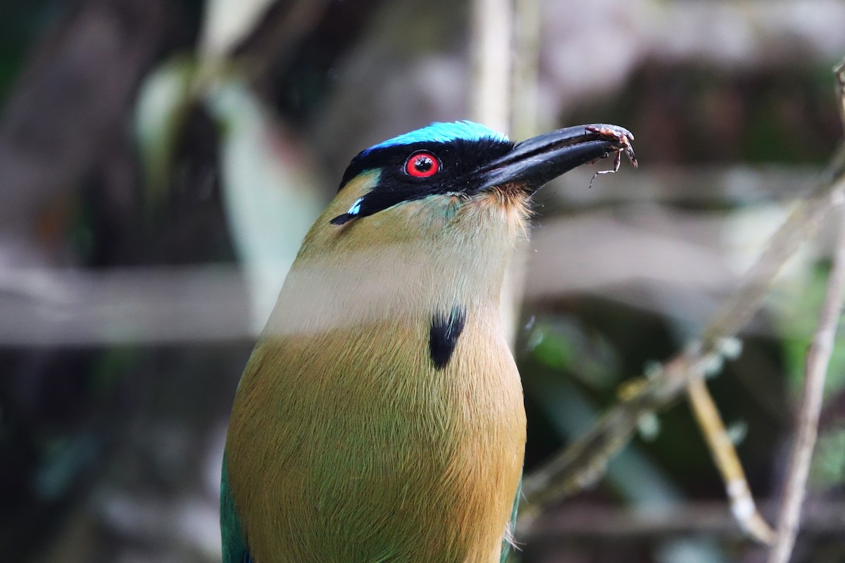 Andean Motmot - Noelia Contrera Bernal