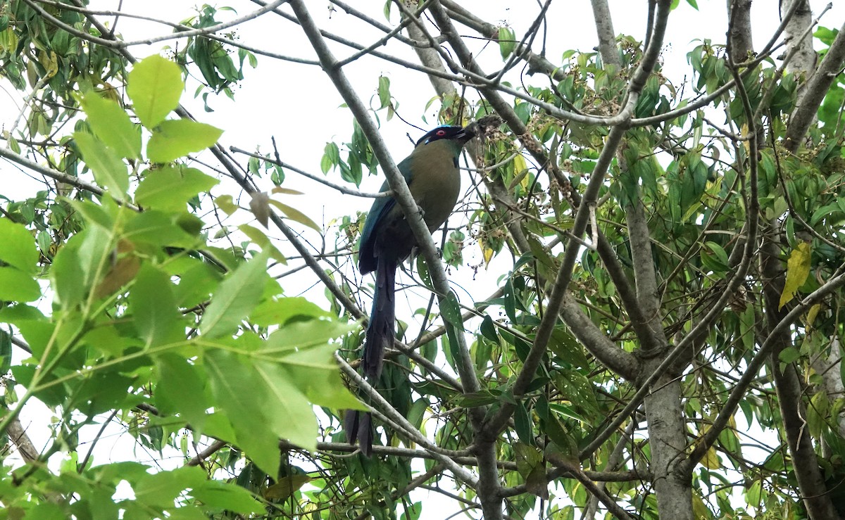 Andean Motmot - ML617364763