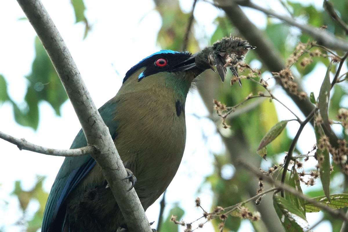 Andean Motmot - Noelia Contrera Bernal