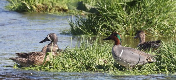 Blue-winged Teal - Franklin Haas