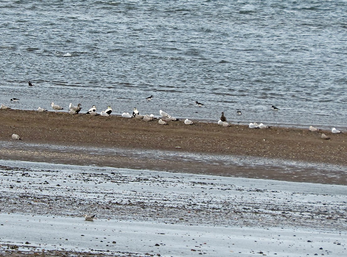 Gaviota Argéntea - ML617364810