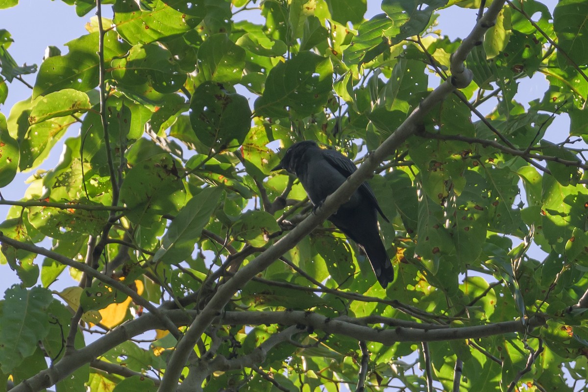 Halmahera Cuckooshrike - Stephen Davies