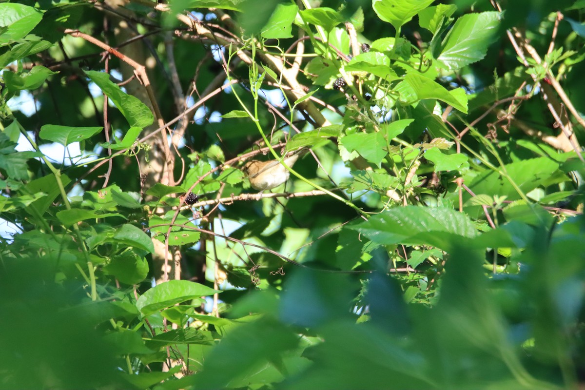 new world warbler sp. - John Keegan