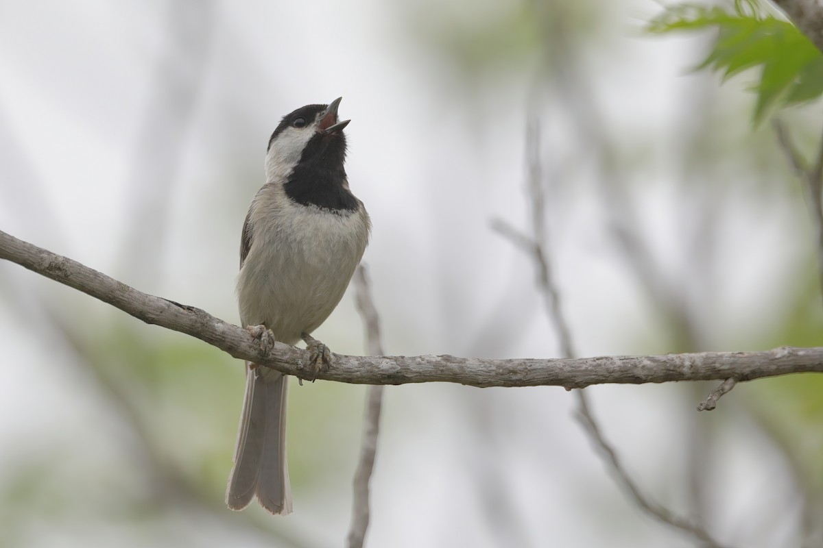 Carolina Chickadee - ML617364850