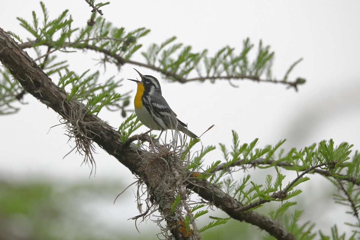 Yellow-throated Warbler - ML617364876