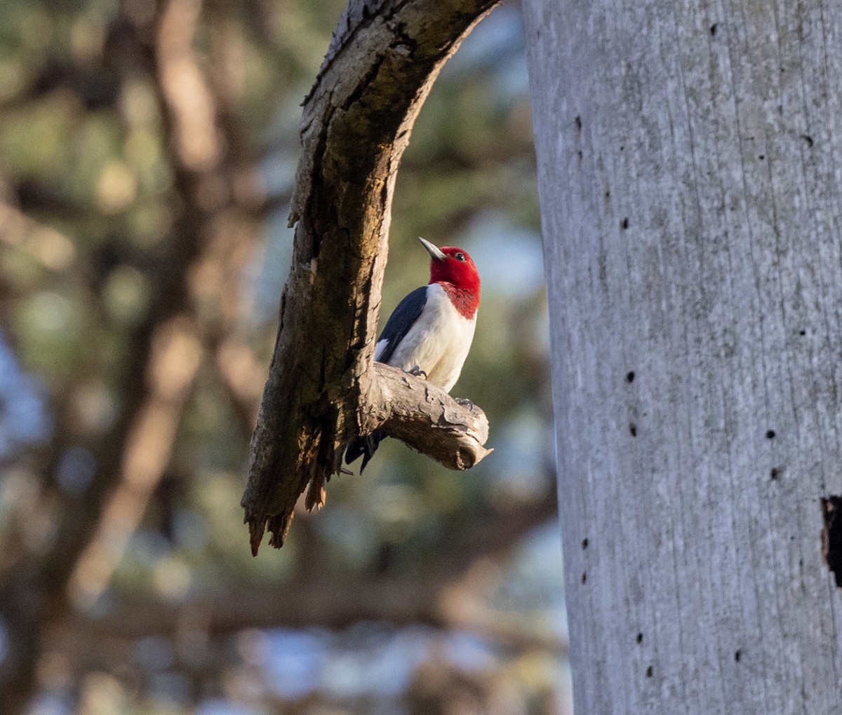 Red-headed Woodpecker - ML617364905