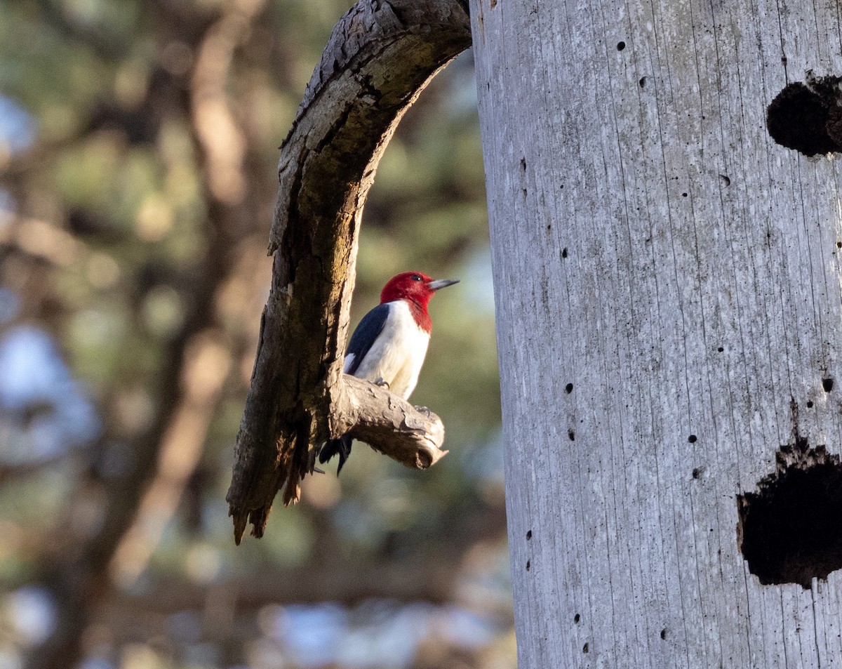 Red-headed Woodpecker - ML617364906