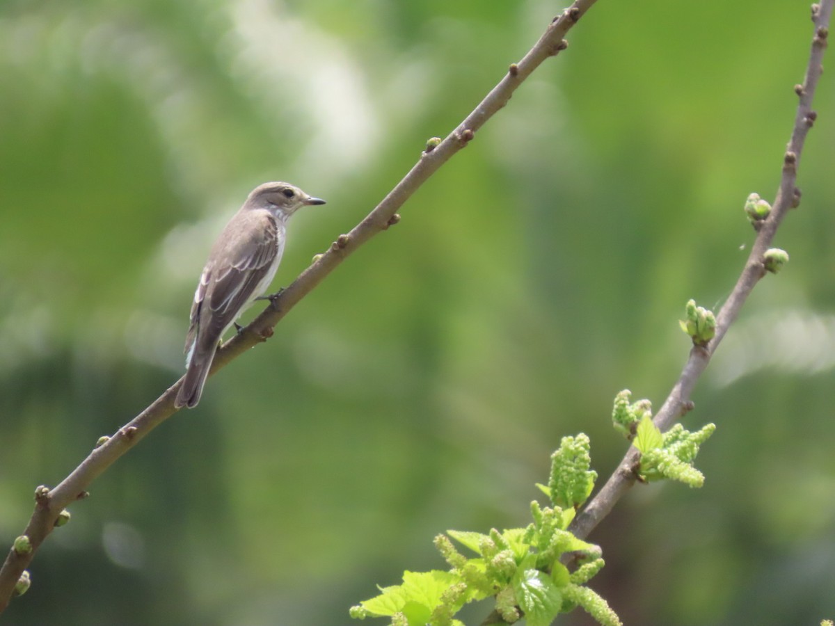 Spotted Flycatcher - ML617364919