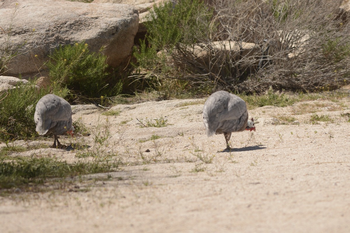 Helmeted Guineafowl - ML617364930