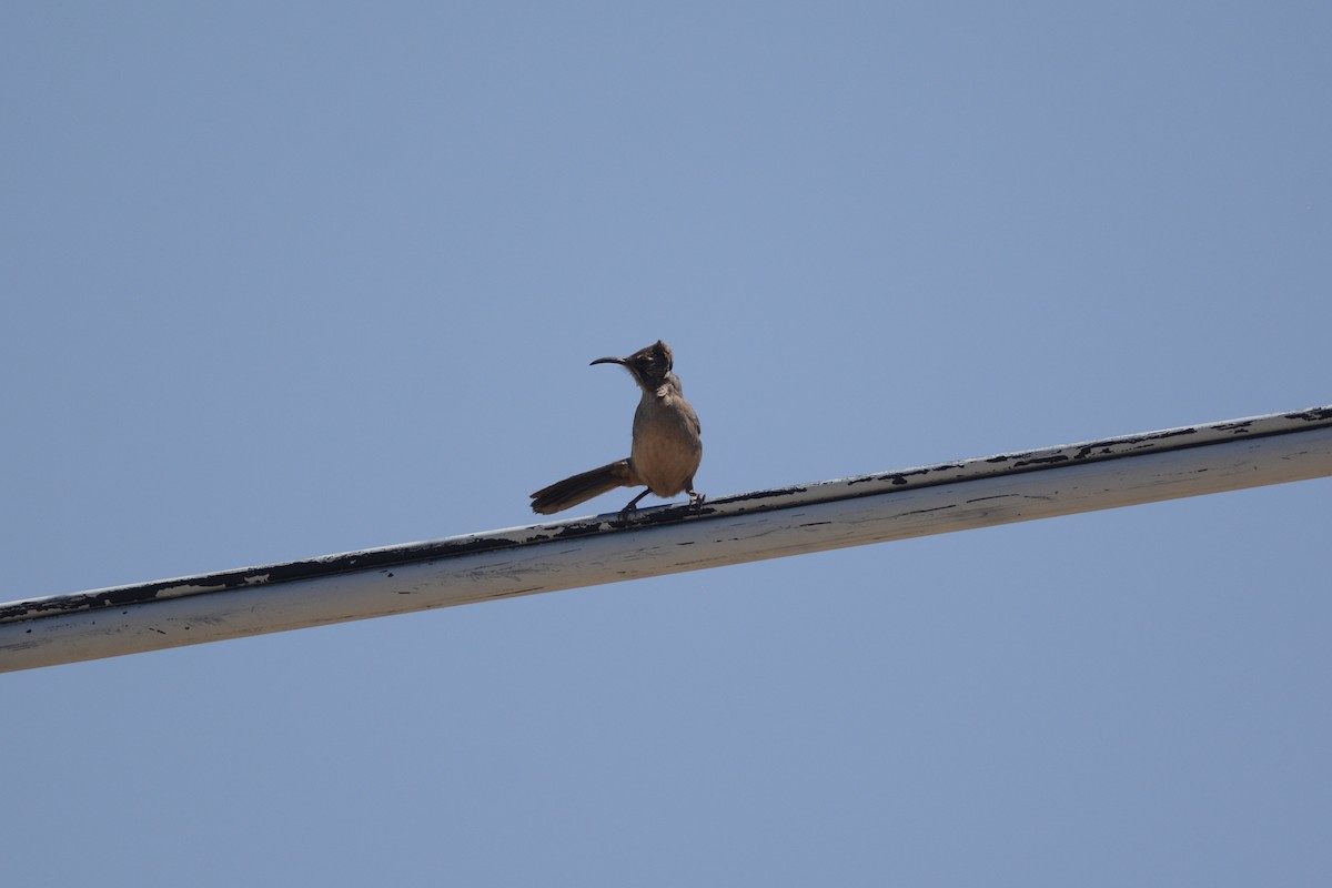 California Thrasher - Andrew Howe