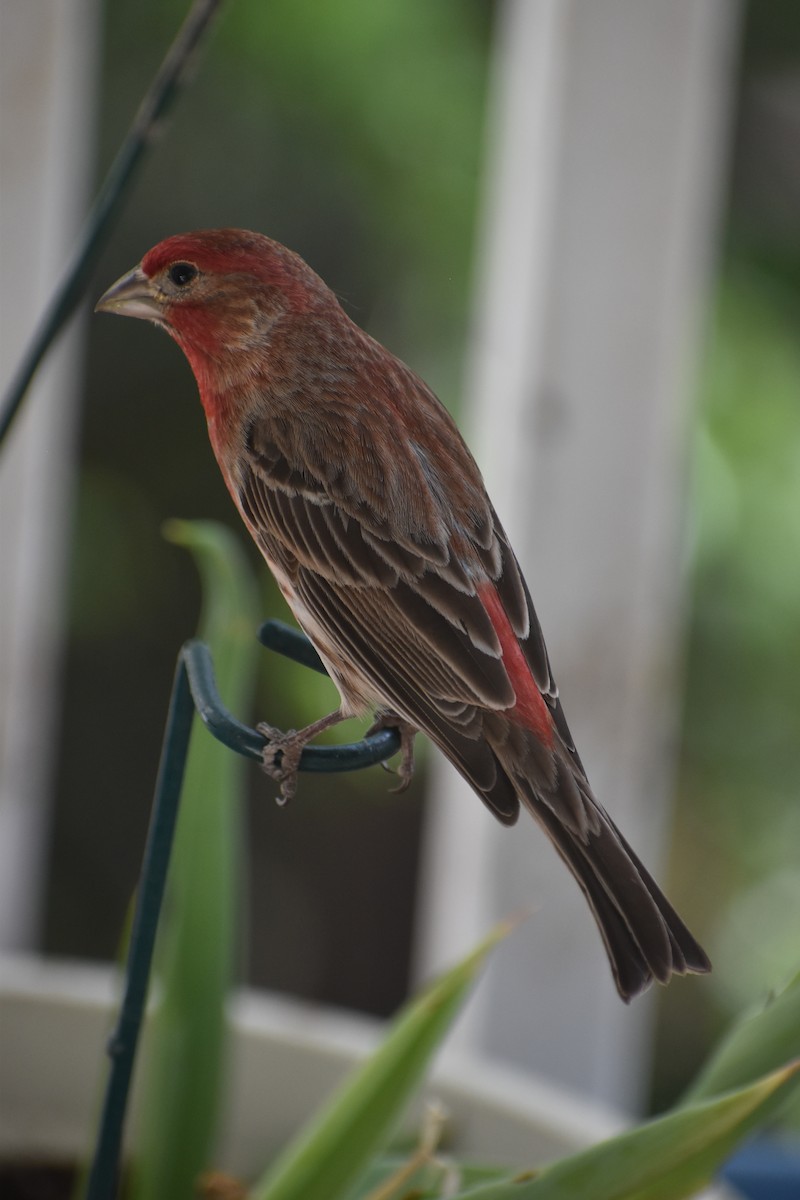 House Finch - ML617364943