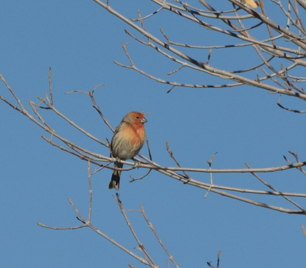 House Finch - James  Currie