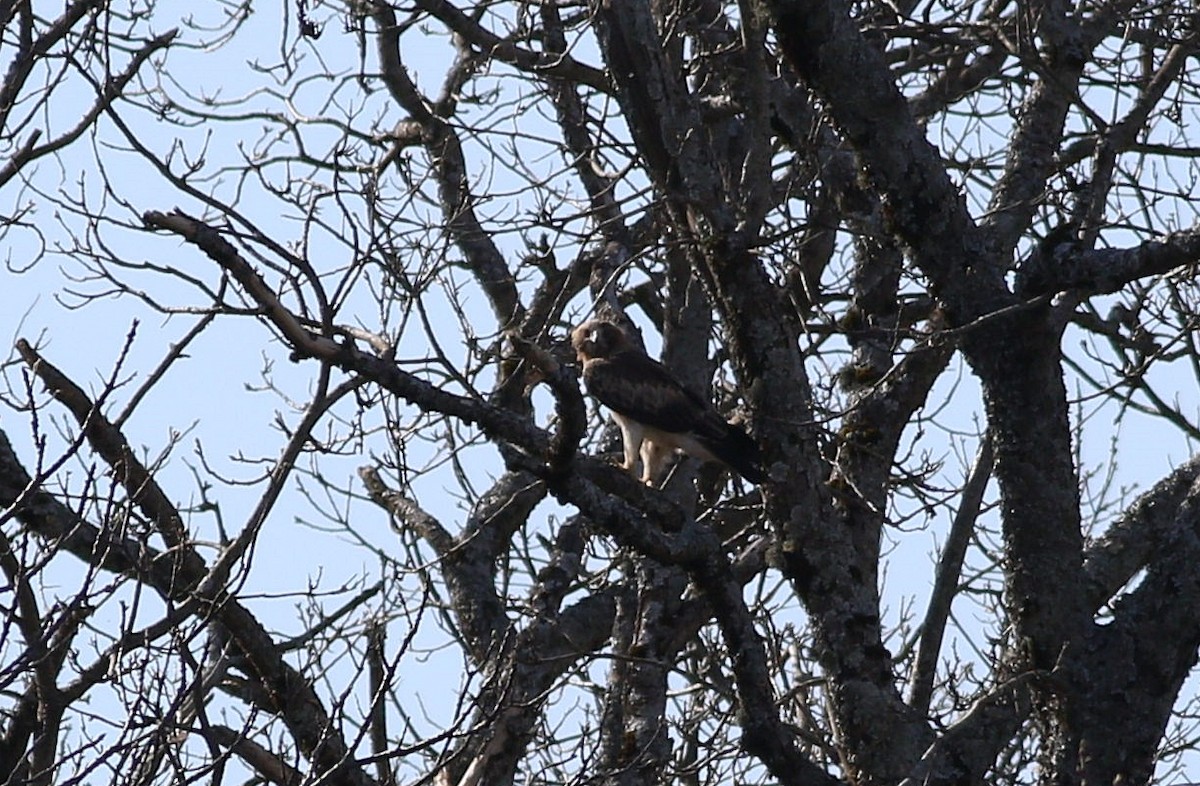 Águila Calzada - ML617364952