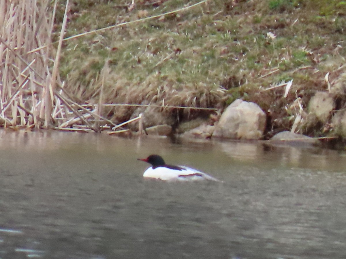 Common Merganser - Ericka Albright