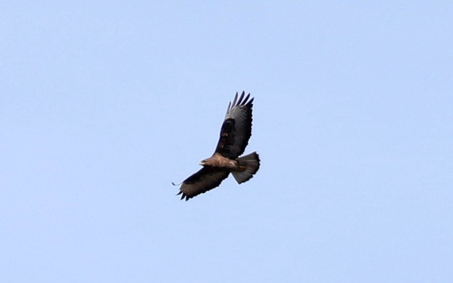 Common Buzzard - ML617364981