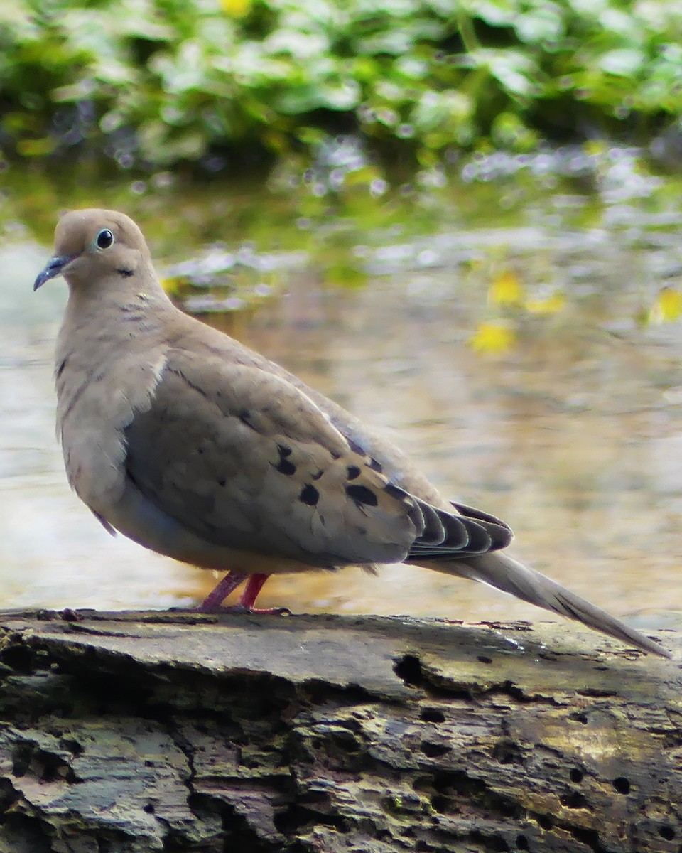 Mourning Dove - ML617365012