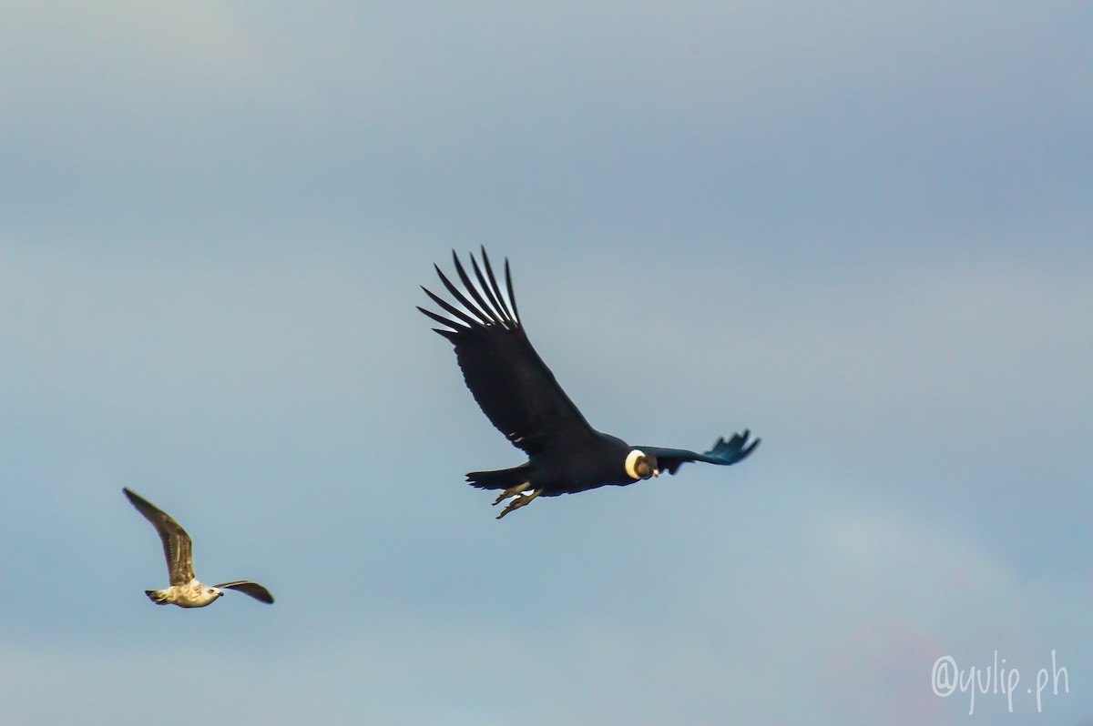 Andean Condor - Yuliana Pressacco