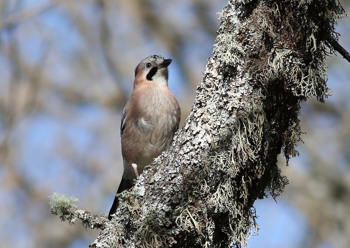 Eurasian Jay - ML617365018