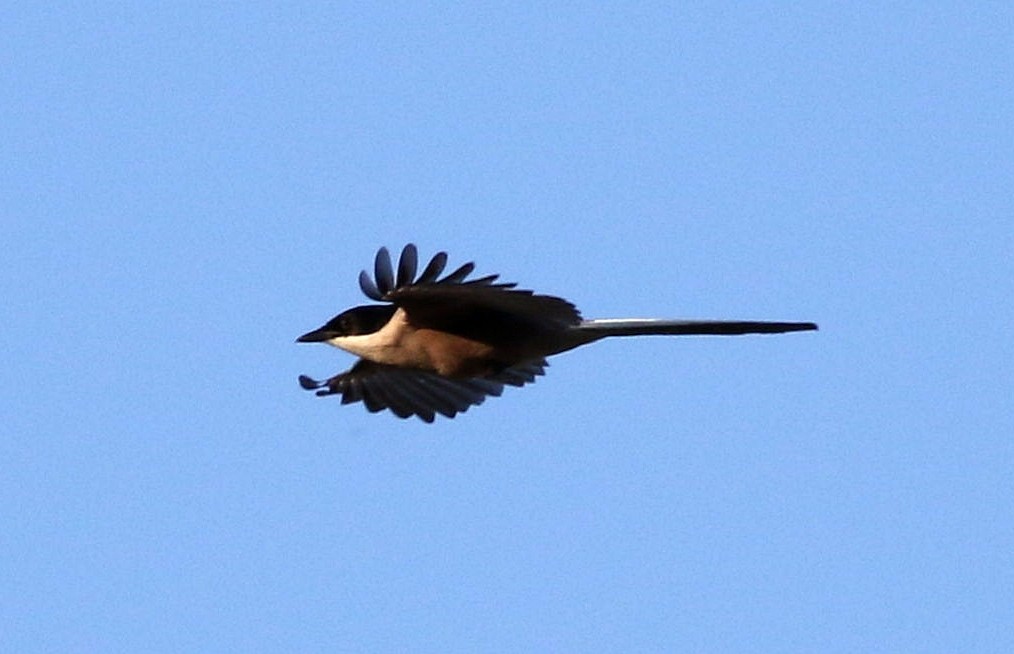 Iberian Magpie - Miguel García