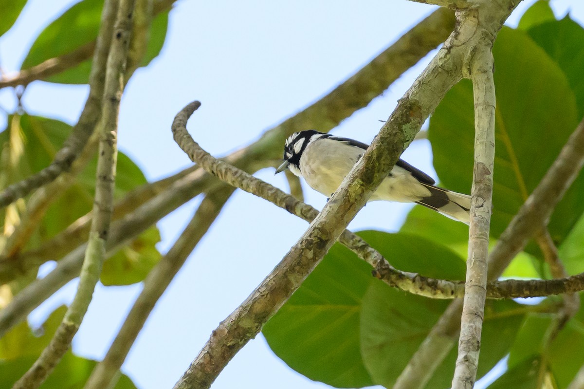 White-naped Monarch - ML617365049