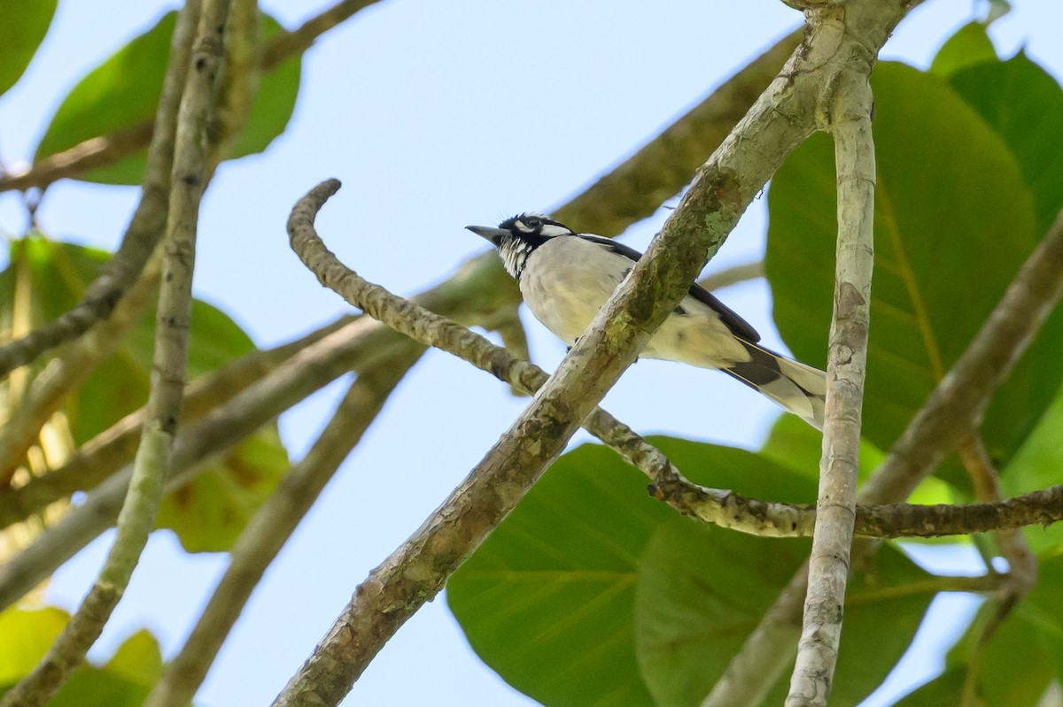 White-naped Monarch - ML617365050