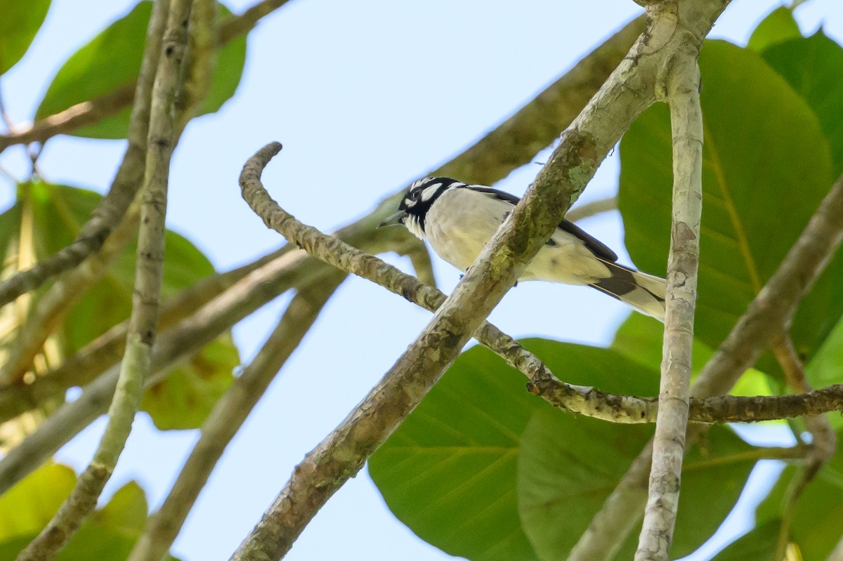 White-naped Monarch - ML617365051