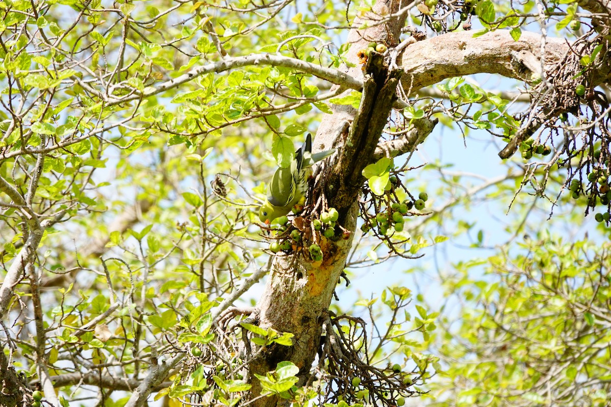 African Green-Pigeon - ML617365084