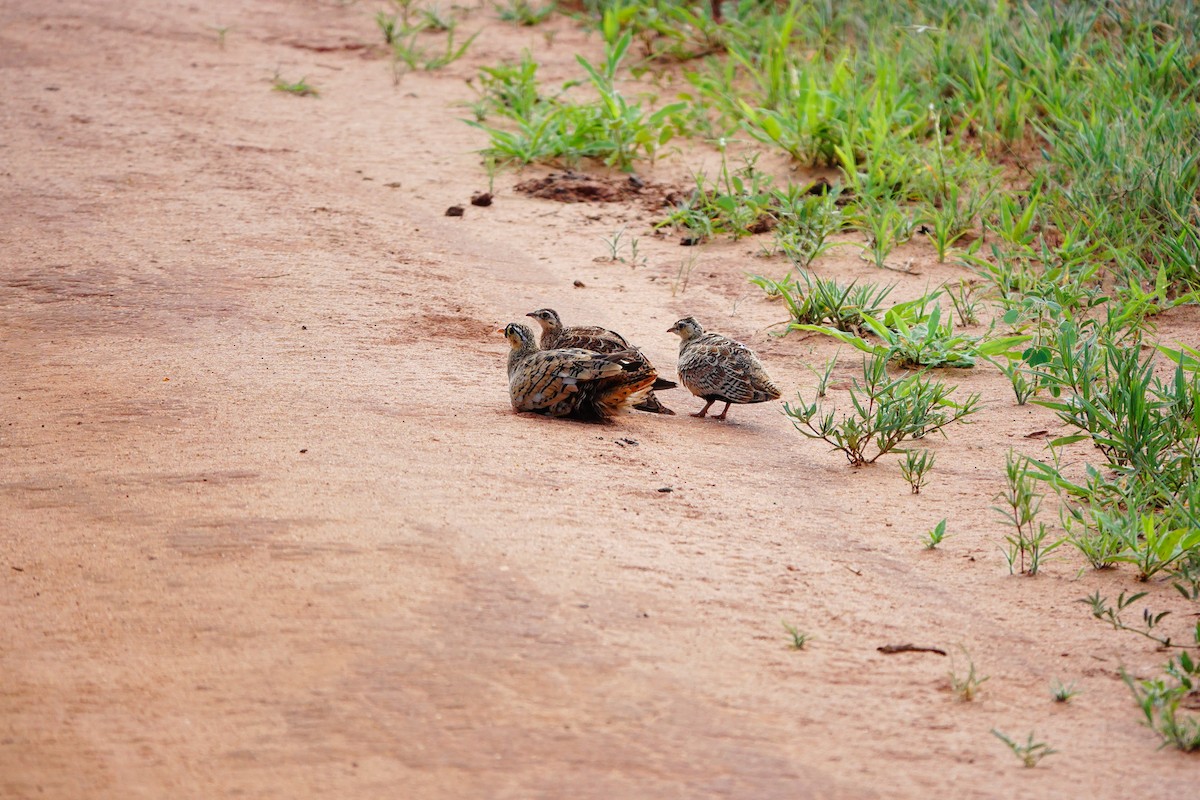 Black-faced Sandgrouse - Emily Denker